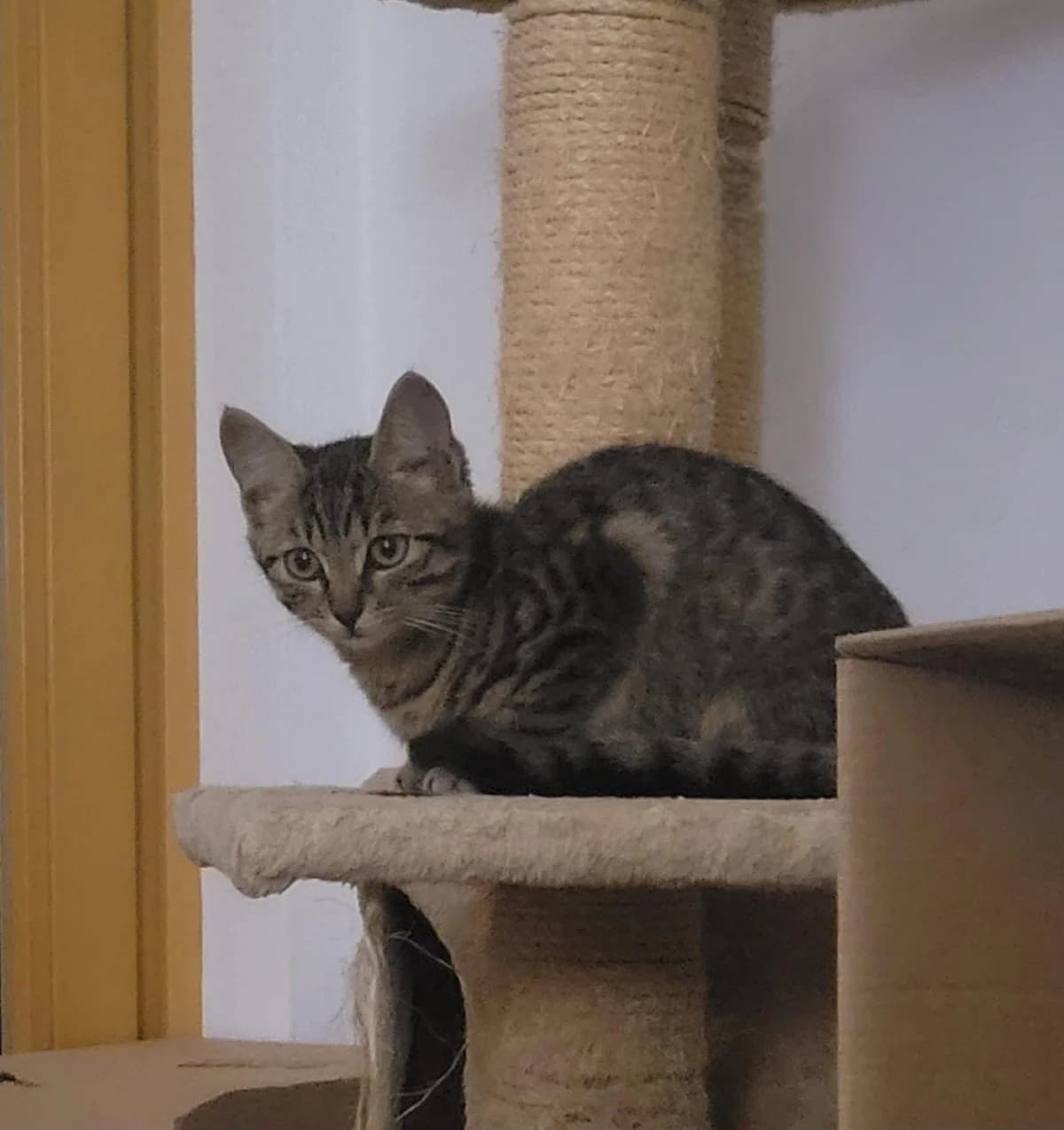 Kaila, female young Mixed Breed for adoption at Osttiroler Tierschutzverein, Osttirol