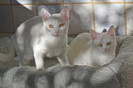 Valenta & Valentino, puppy Mixed Breed Cat for adoption at Tierheim Parndorf