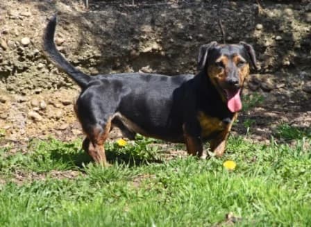 Basti, male senior Dachshund for adoption at Tierheim Parndorf