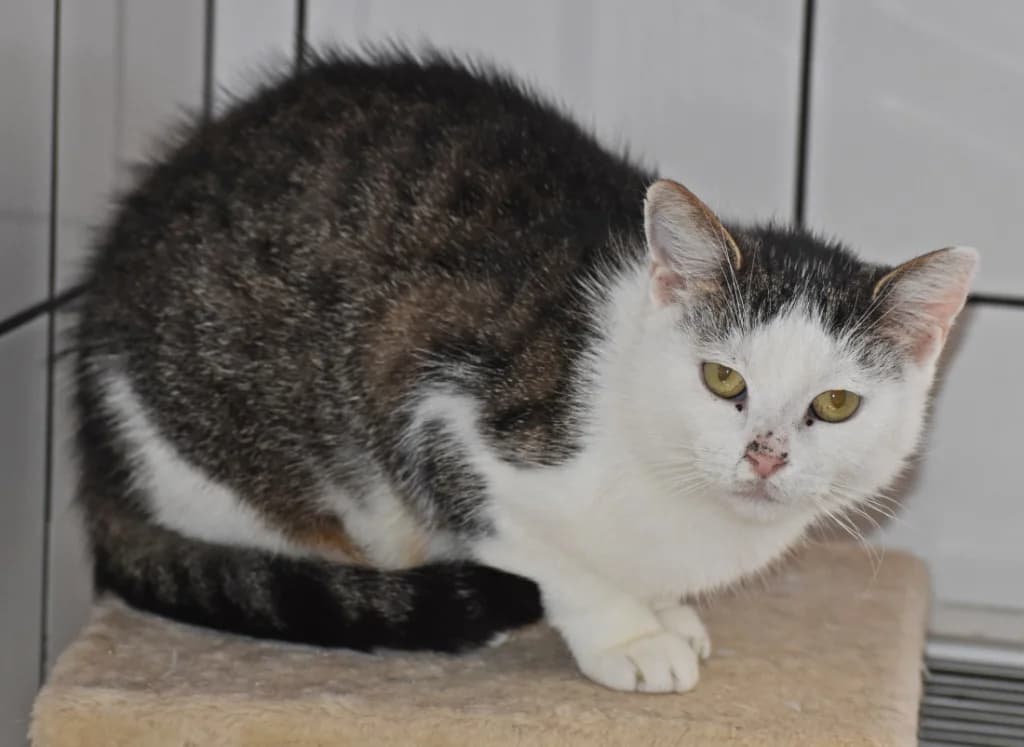 Dotty, female 5yo Mixed Breed Cat for adoption at Tierheim Parndorf
