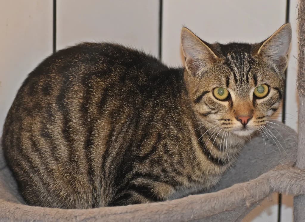 Esta, female 3yo Mixed Breed Cat for adoption at Tierheim Parndorf
