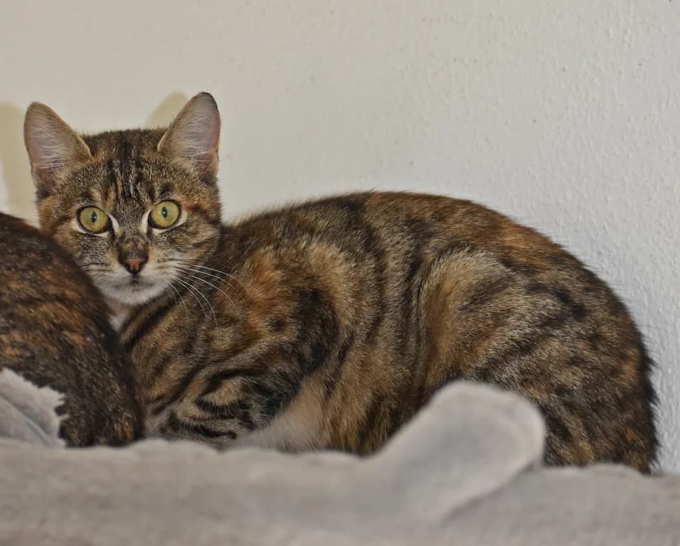 Vivien, female puppy Mixed Breed Cat for adoption at Tierheim Parndorf