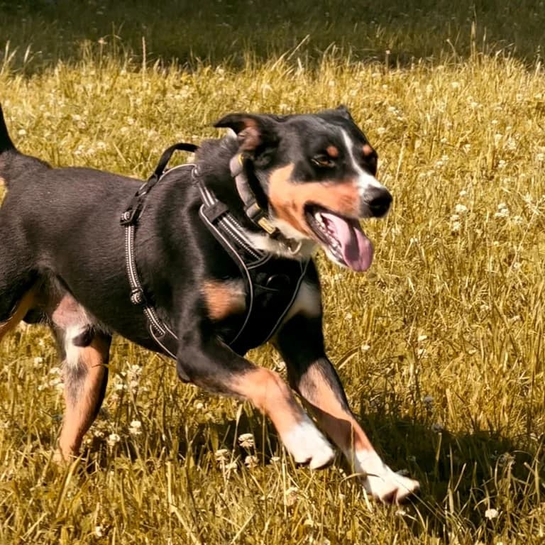 Leo, Mixed Breed for adoption at Tierheim Pinzgau