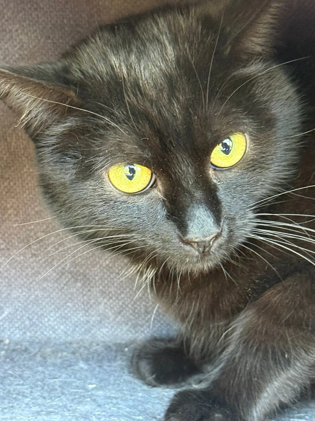 Lennox, Mixed Breed Cat for adoption at Tierheim Pinzgau