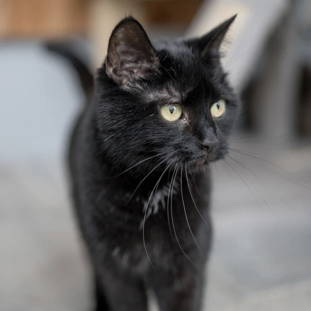 Zoe, Mixed Breed Cat for adoption at Tierheim Pinzgau