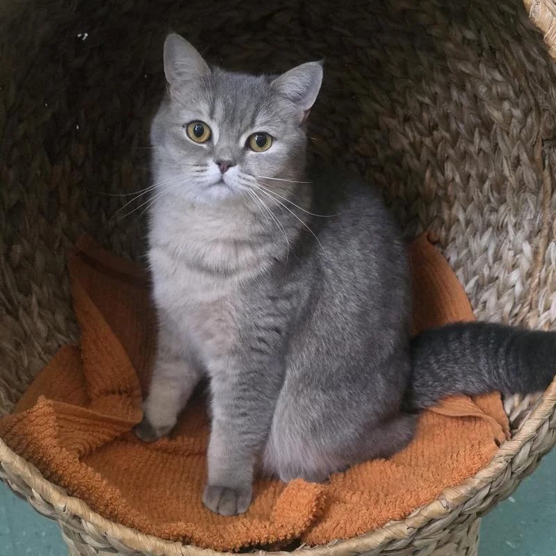 Die ruhige Amalia (Reserviert), female 4yo mixed breed for adoption at Tierheim Salzburg, Salzburg