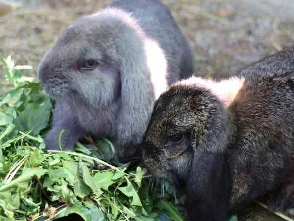 Amicelli & Dumbo, male mixed breed for adoption at Tierschutzverein St. Pölten, St. Pölten