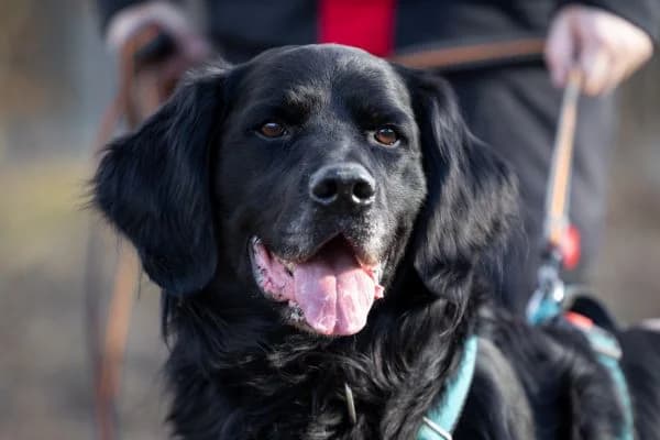 Bello, male senior Labrador Retriever for adoption at Tierschutzverein St. Pölten, St. Pölten