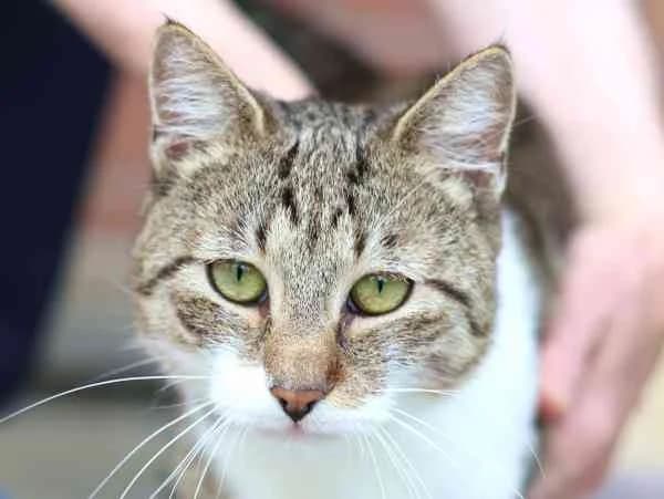 RESERVIERT, male young European Shorthair for adoption at Tierschutzverein St. Pölten, St. Pölten