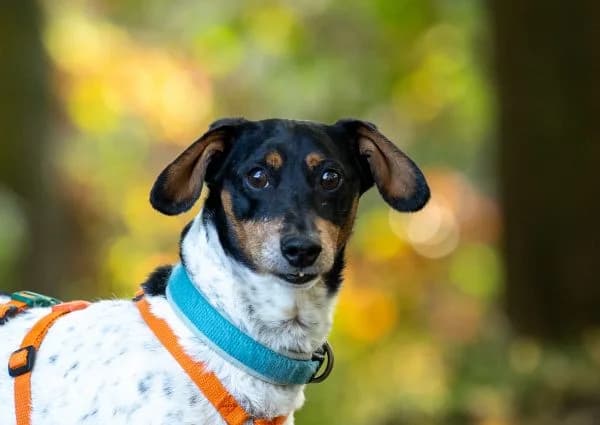 Burli, male 6yo Dachshund for adoption at Tierschutzverein St. Pölten, St. Pölten