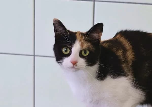 Cleo & Nala, female young European Shorthair for adoption at Tierschutzverein St. Pölten, St. Pölten