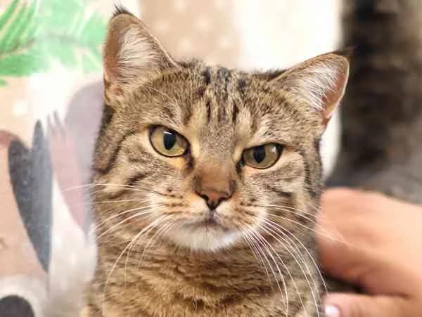 Elani, female young European Shorthair for adoption at Tierschutzverein St. Pölten, St. Pölten