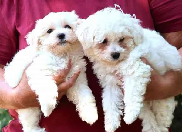 Enya & Yuna, female puppy Bichon Frisé for adoption at Tierschutzverein St. Pölten, St. Pölten