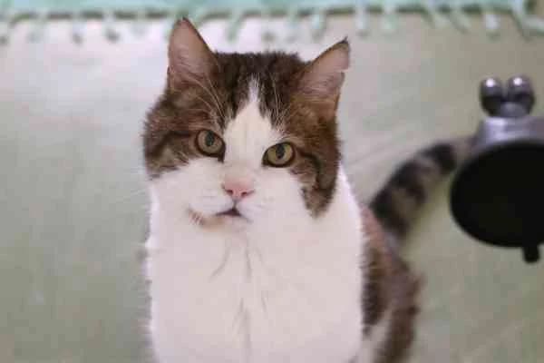 Franz Ferdinand, male 7yo mixed breed for adoption at Tierschutzverein St. Pölten, St. Pölten