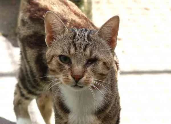 Gotik, male young European Shorthair for adoption at Tierschutzverein St. Pölten, St. Pölten