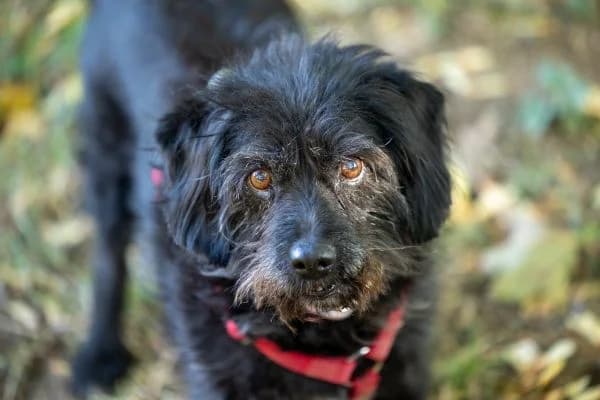 Hanni, female senior Mixed Breed for adoption at Tierschutzverein St. Pölten, St. Pölten