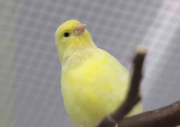 Kanarienvögel, mixed breed for adoption at Tierschutzverein St. Pölten, St. Pölten