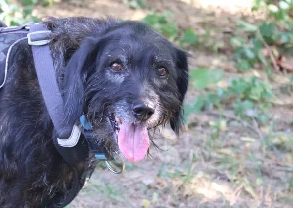 Kira, female senior Mixed Breed for adoption at Tierschutzverein St. Pölten, St. Pölten