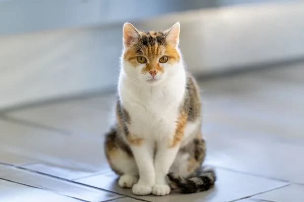 Kürbiskuchen, female 5yo European Shorthair for adoption at Tierschutzverein St. Pölten, St. Pölten