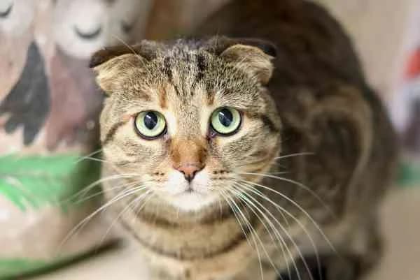 Lilie & Lucy, female 5yo European Shorthair for adoption at Tierschutzverein St. Pölten, St. Pölten