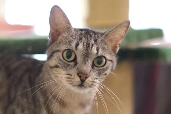 Lord Gwydion & Lady Freya, 4yo European Shorthair for adoption at Tierschutzverein St. Pölten, St. Pölten
