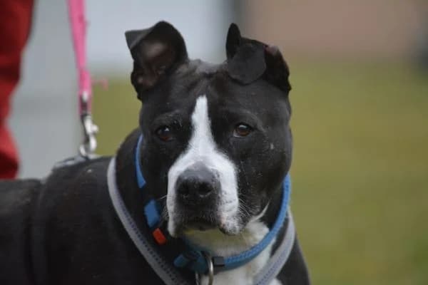 Mady, female senior Staffordshire Bull Terrier for adoption at Tierschutzverein St. Pölten, St. Pölten