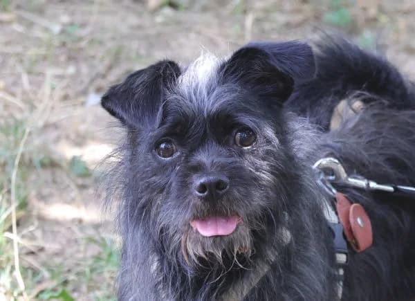Mickey, male 4yo Mixed Breed for adoption at Tierschutzverein St. Pölten, St. Pölten