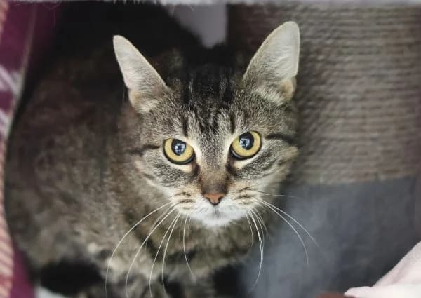 Milli, female 6yo European Shorthair for adoption at Tierschutzverein St. Pölten, St. Pölten