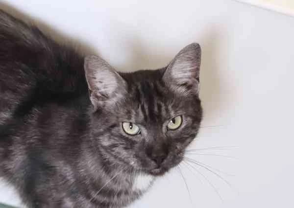 Mr. Black, weiß male 4yo European Shorthair for adoption at Tierschutzverein St. Pölten, St. Pölten