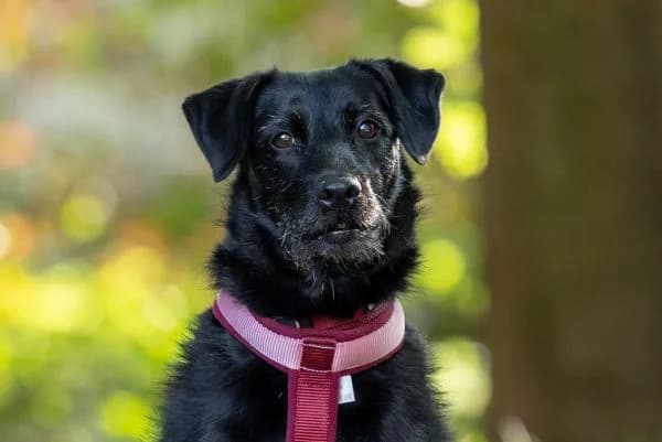 Nanni, female senior Mixed Breed for adoption at Tierschutzverein St. Pölten, St. Pölten