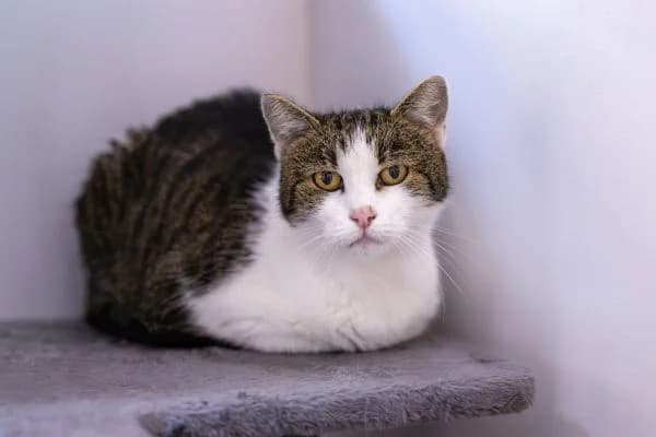 Nasli, female senior European Shorthair for adoption at Tierschutzverein St. Pölten, St. Pölten
