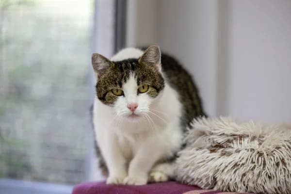 Nasli, female senior European Shorthair for adoption at Tierschutzverein St. Pölten, St. Pölten