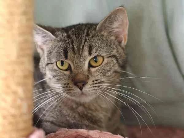Natasha, female young European Shorthair for adoption at Tierschutzverein St. Pölten, St. Pölten