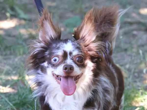 Oliver, male senior Chihuahua for adoption at Tierschutzverein St. Pölten, St. Pölten