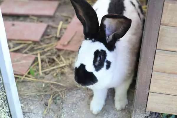 Perdita, female mixed breed for adoption at Tierschutzverein St. Pölten, St. Pölten