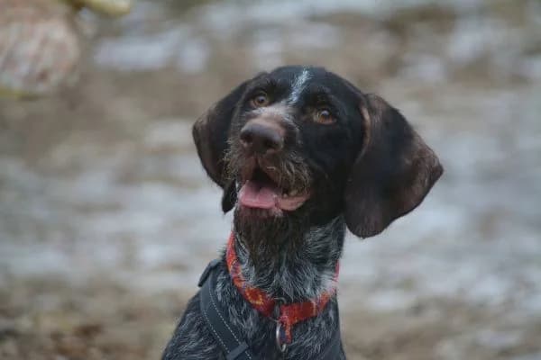 Rantanplan, male 7yo mixed breed for adoption at Tierschutzverein St. Pölten, St. Pölten