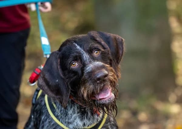 Rantanplan, male 7yo mixed breed for adoption at Tierschutzverein St. Pölten, St. Pölten