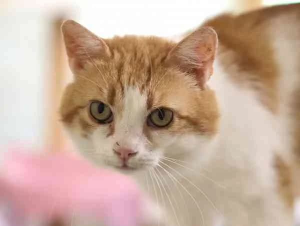 Red & Mila, European Shorthair for adoption at Tierschutzverein St. Pölten, St. Pölten