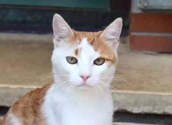 Red Rabbit, male 3yo European Shorthair for adoption at Tierschutzverein St. Pölten, St. Pölten