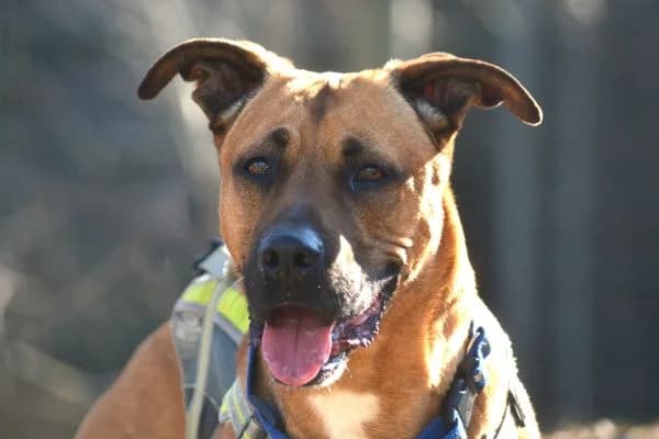 Shadow, male senior Belgian Malinois for adoption at Tierschutzverein St. Pölten, St. Pölten