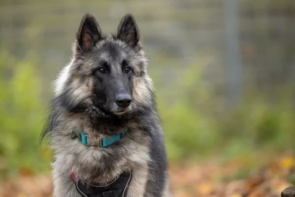 Tassilo, male young Belgian Tervuren for adoption at Tierschutzverein St. Pölten, St. Pölten