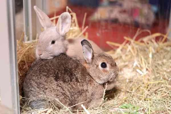 Twix & Mary Lou, mixed breed for adoption at Tierschutzverein St. Pölten, St. Pölten