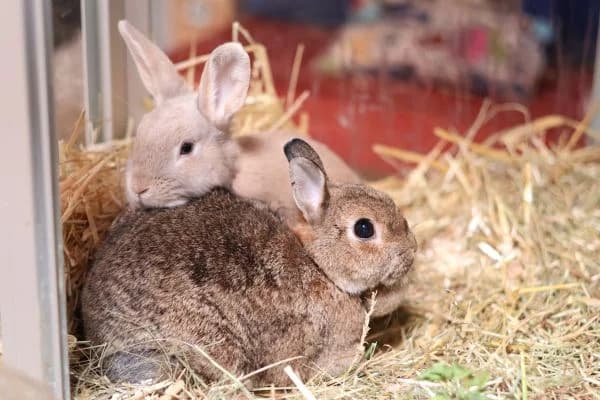 Twix & Mary Lou, mixed breed for adoption at Tierschutzverein St. Pölten, St. Pölten