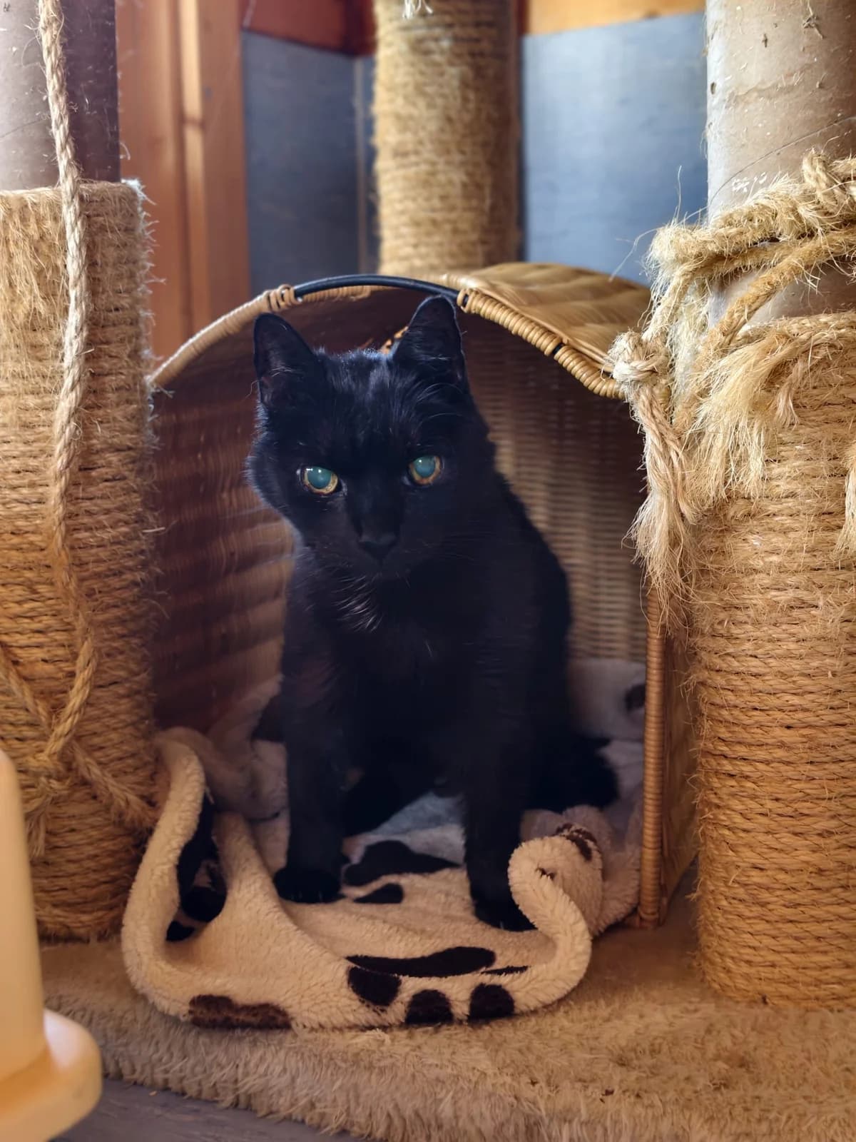 Carry, female senior Mixed Breed Cat for adoption at Tierheim Ternitz, Ternitz