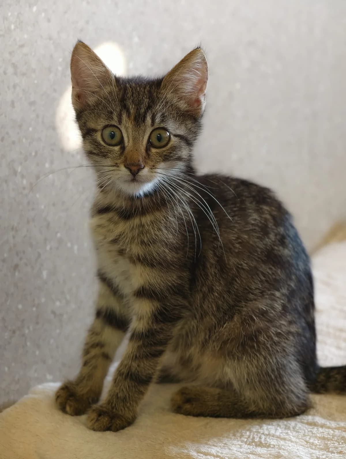Daisy und Lynn, female Mixed Breed Cat for adoption at Tierheim Ternitz, Ternitz