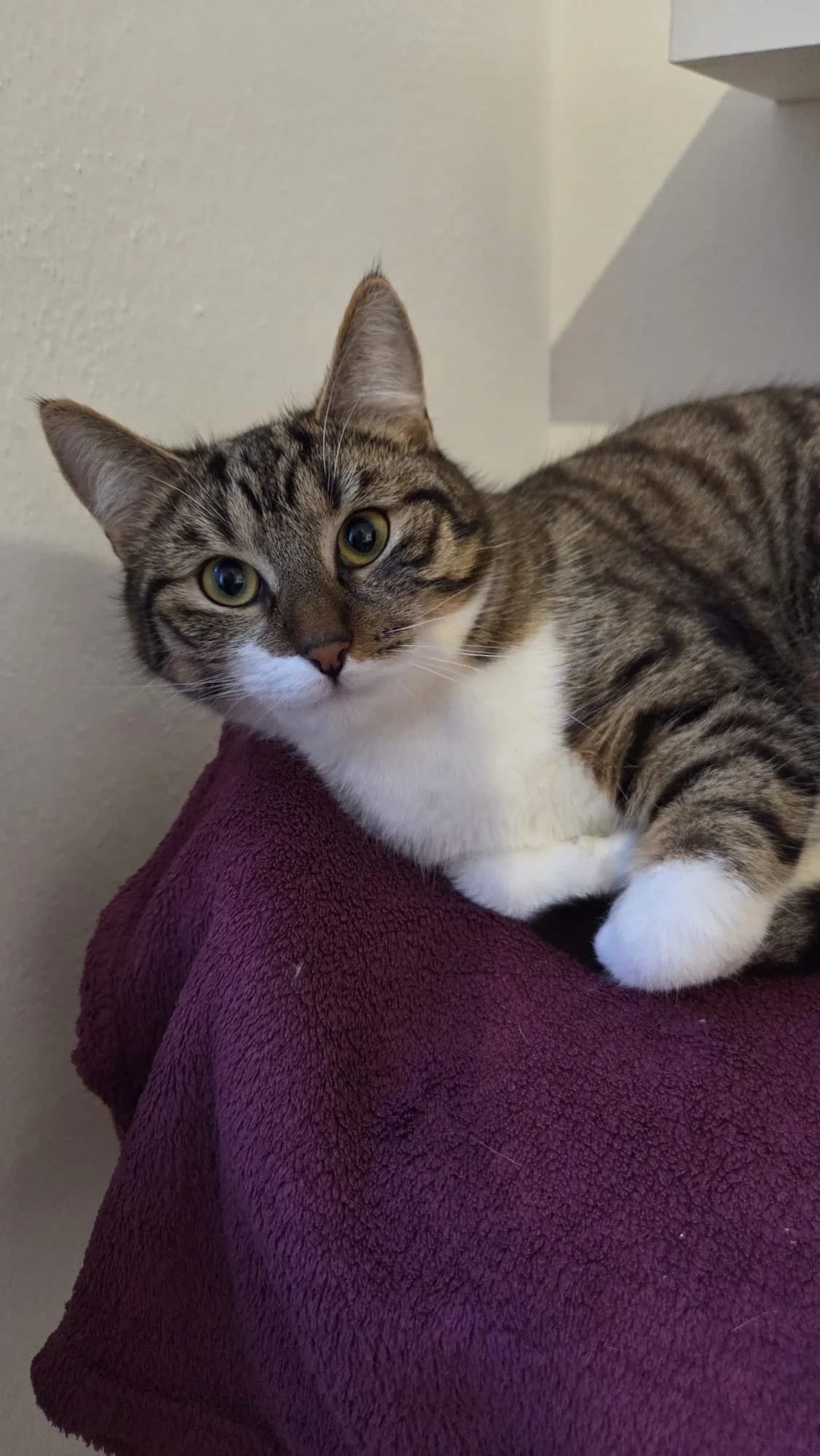 Lauser, female young Mixed Breed Cat for adoption at Tierheim Ternitz, Ternitz