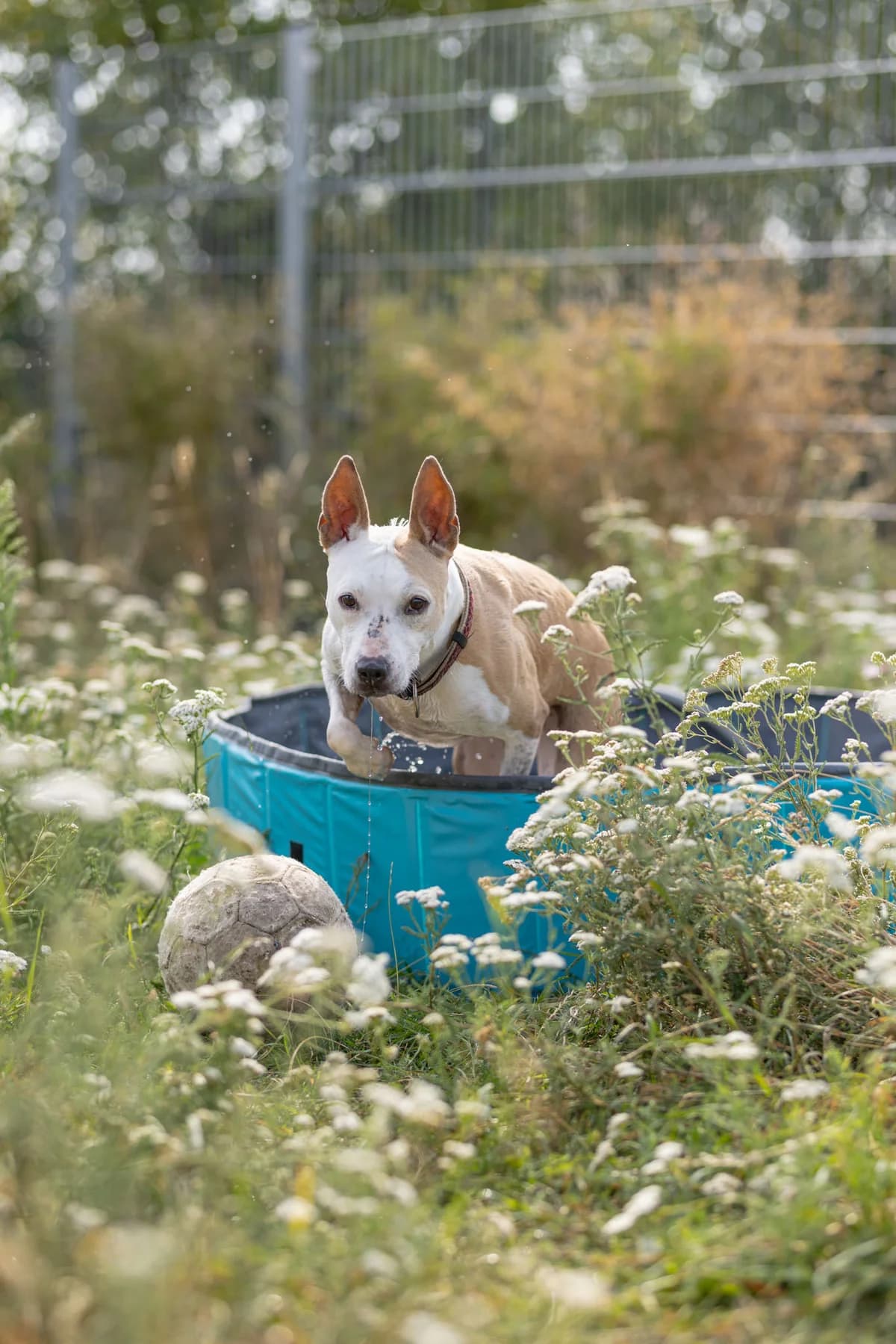 Emmi, female senior Mixed Breed for adoption at Tierheim Ternitz, Ternitz