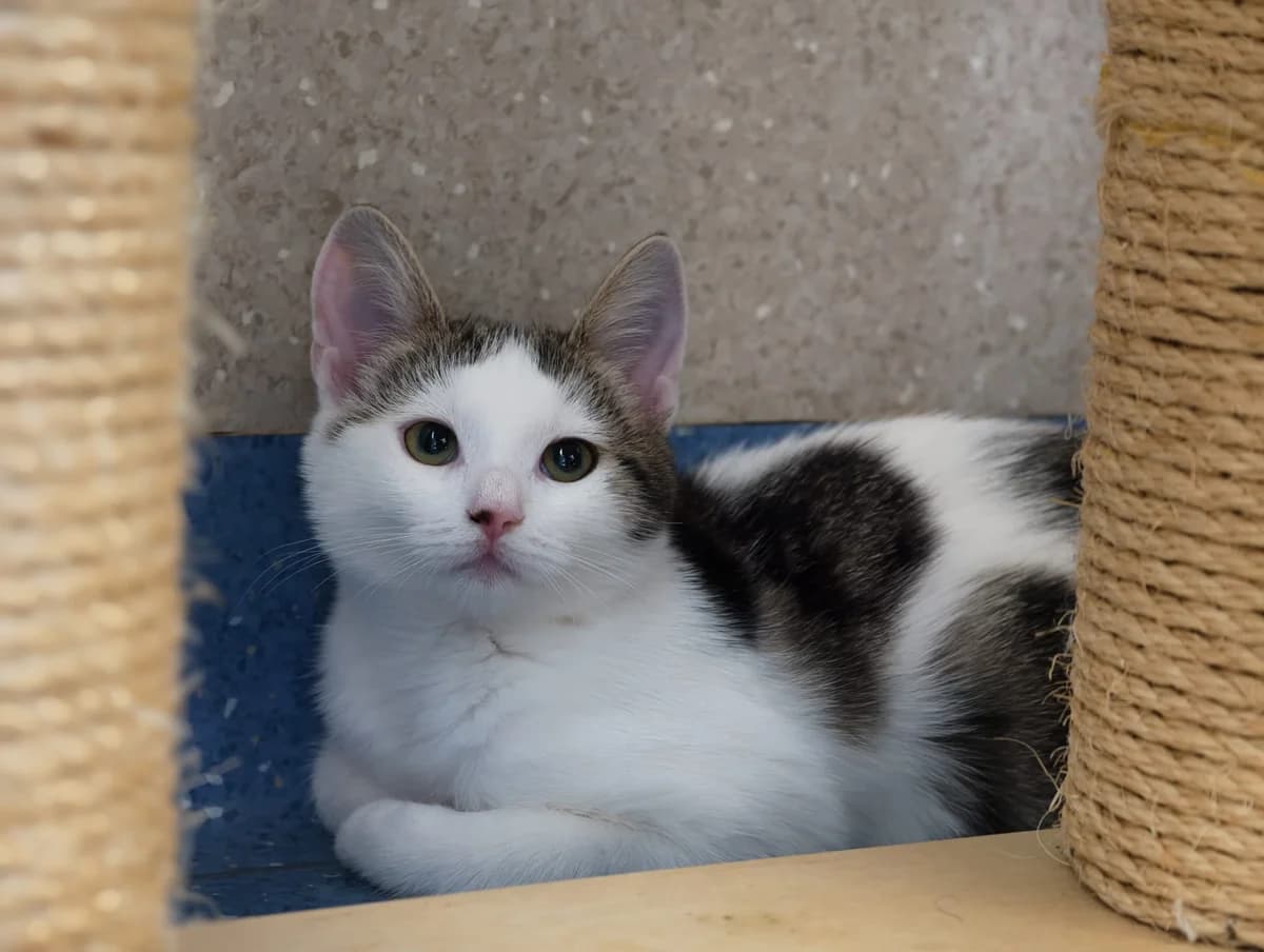 Franziska, female puppy Mixed Breed Cat for adoption at Tierheim Ternitz, Ternitz