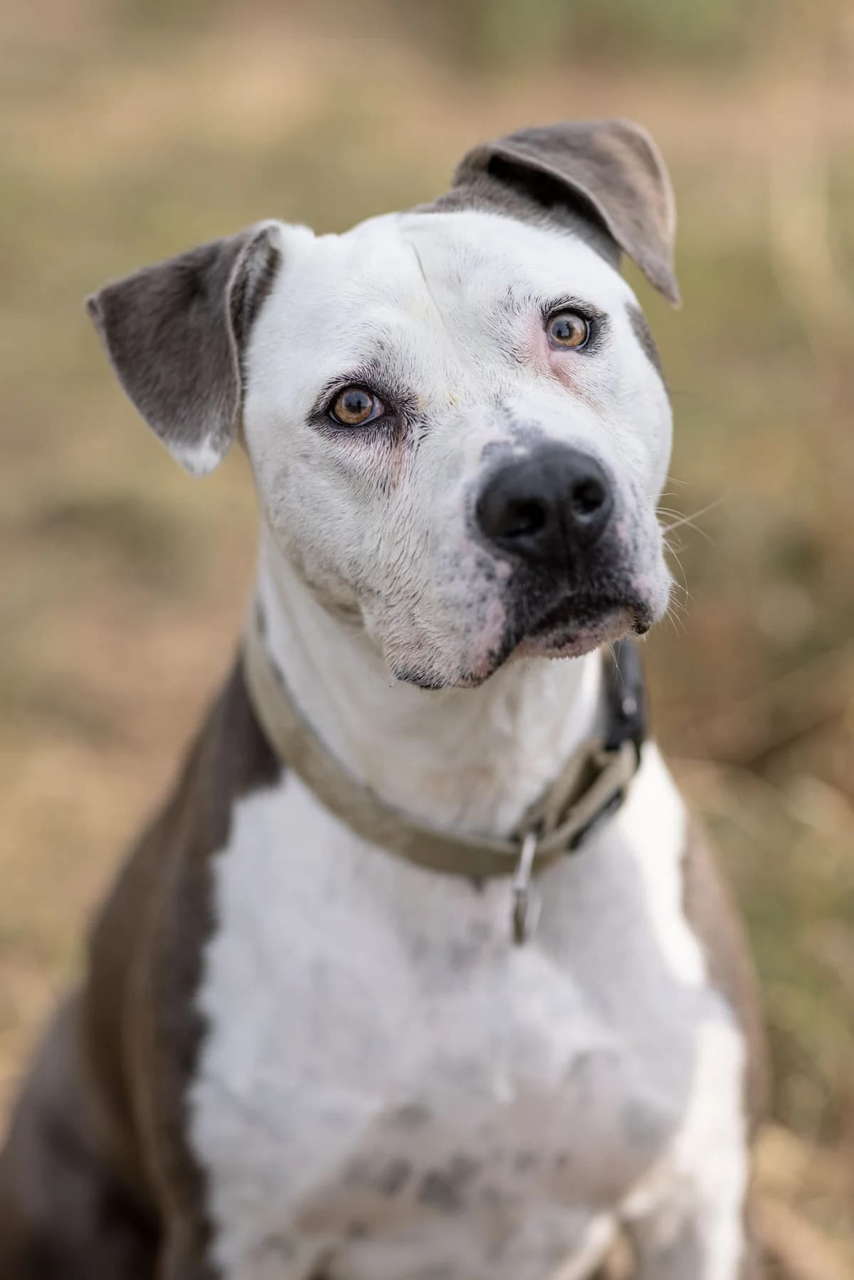 Gina, female 5yo mixed breed for adoption at Tierheim Ternitz, Ternitz