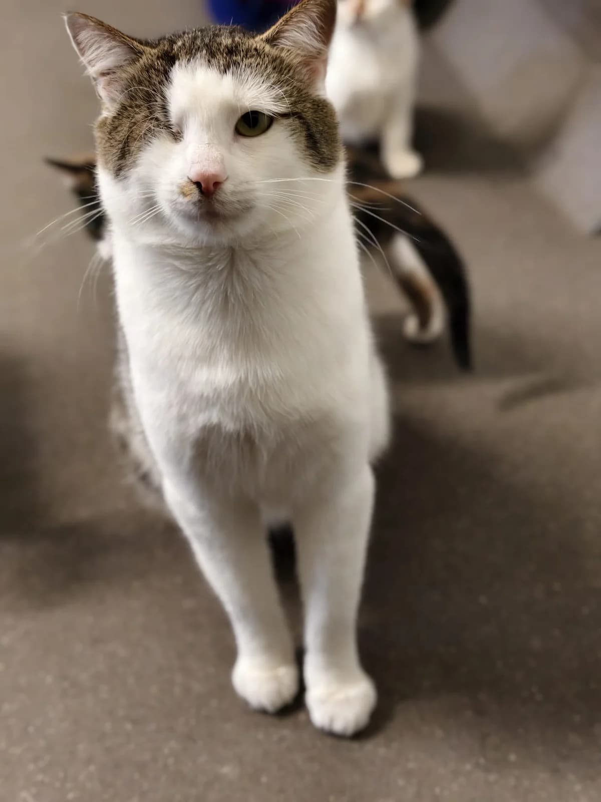 Lillyen, female 4yo Mixed Breed Cat for adoption at Tierheim Ternitz, Ternitz